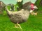 Gra Chicken Shooter w Internecie