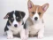 Gra Cute Puppies Puzzle w Internecie