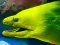 Gra Underwater World Jigsaw w Internecie