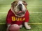 Gra Funny Doggy w Internecie