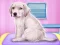 Gra Labrador at the doctor salon w Internecie