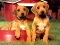 Gra Puppy Pairs Puzzle w Internecie