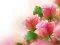 Gra Pink Roses w Internecie