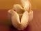 Gra Fortune Cookies w Internecie