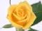 Gra Yellow Roses w Internecie
