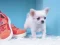 Gra Lovely Puppy Puzzle w Internecie