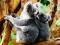 Gra Cute Baby Koala Bear w Internecie