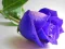 Gra Blue Roses w Internecie