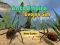 Gra Ants Empire Evolve Sim w Internecie