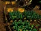 Gra Pixel Farm w Internecie