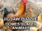 Gra Jigsaw Puzzle Domesticated Animals w Internecie