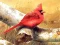 Gra Art Birds Puzzle w Internecie