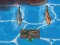 Gra Titanic Shark Attacks w Internecie