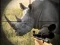 Gra Wild Rhino Hunter w Internecie