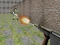 Gra Bullet Fire w Internecie