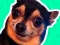 Gra What meme dog are you ? w Internecie