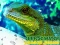 Gra Chinese Water Dragon Jigsaw w Internecie