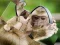 Gra Chimpanzee Jigsaw w Internecie