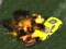 Gra Crazy Demolition Derby V1 w Internecie