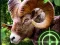 Gra Crazy Goat Hunter 2020 w Internecie