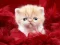 Gra Funny Kitty w Internecie