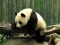 Gra Pandas Puzzle w Internecie