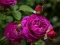 Gra Purple Roses w Internecie
