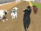 Gra Angry Bull Racing w Internecie