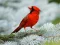 Gra Birds Puzzle w Internecie