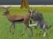 Gra Wolf Life Simulator w Internecie