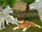 Gra Wild Wolves Hunger Attack w Internecie