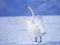 Gra Graceful Swans w Internecie