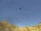 Gra Toucan Shooter w Internecie