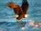 Gra Animals Jigsaw Puzzle Eagle w Internecie
