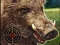 Gra Boar Hunting Jigsaw w Internecie