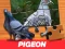 Gra Pigeon Jigsaw Puzzle w Internecie