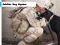 Gra Soldier Dog Jigsaw w Internecie