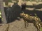 Gra African Cheetah Hunting Simulator w Internecie