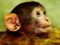 Gra Funny Baby Monkey w Internecie