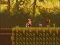 Gra The Lost Forest w Internecie