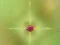Gra Pest Control w Internecie
