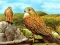 Gra Birds of Prey Slide w Internecie