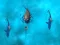 Gra Avoid the Sharks w Internecie