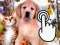 Gra Pets Clicker w Internecie