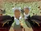 Gra Shooting Survival Skibidi Toilet w Internecie