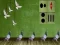 Gra Pigeon Escape 2 w Internecie