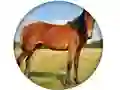 Gra Animal Quiz w Internecie