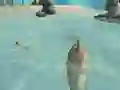 Gra Shark Simulator Beach Killer w Internecie