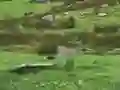 Gra Pigeons Hunting w Internecie