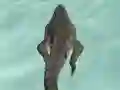 Gra Crocodile Simulator Beach Hunt w Internecie